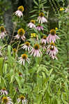 Eastern purple coneflower